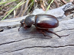 Haploscapanes barbarossa