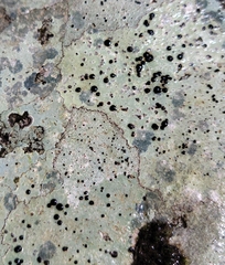 Porpidia macrocarpa