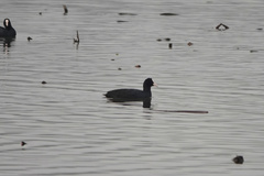 Fulica atra