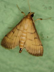 Cnaphalocrocis patnalis