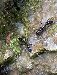 Leptogenys diminuta