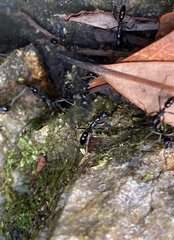 Leptogenys diminuta