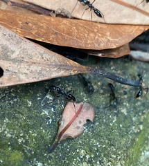 Leptogenys diminuta