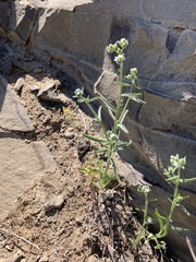 Cryptantha pterocarya pterocarya