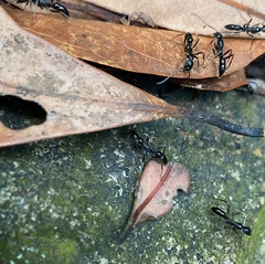 Leptogenys diminuta