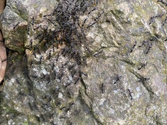 Leptogenys diminuta