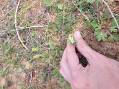 Buglossoides czernjajevii