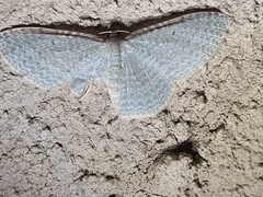 Poecilasthena pulchraria