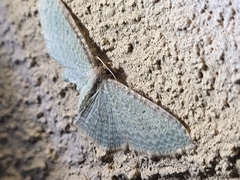 Poecilasthena pulchraria