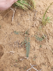 Astragalus longipetalus