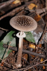 Amanita cinereoannulosa