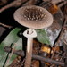 Southern Gray-Skirted Amanita - Photo (c) Reiner Richter, some rights reserved (CC BY-NC-SA), uploaded by Reiner Richter