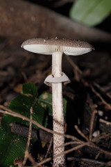 Amanita cinereoannulosa