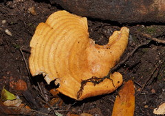 Multifurca stenophylla
