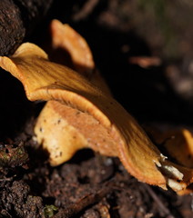 Multifurca stenophylla
