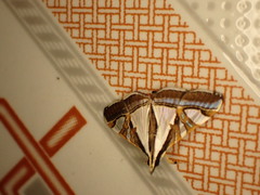 Agrioglypta itysalis