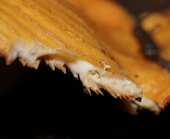Multifurca stenophylla