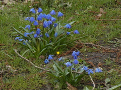 Scilla siberica