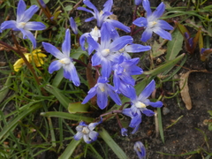Scilla