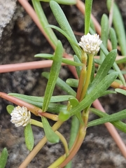 Blutaparon vermiculare