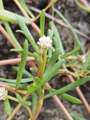 Blutaparon vermiculare