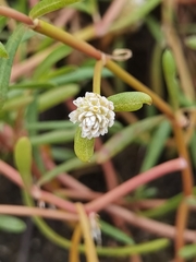 Blutaparon vermiculare