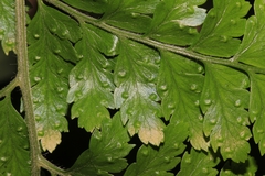 Microlepia krameri