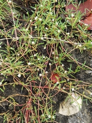 Blutaparon vermiculare