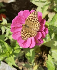 Argynnis paphia
