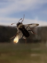 Pseudoclavellaria amerinae