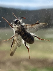 Pseudoclavellaria amerinae