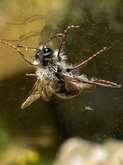 Pseudoclavellaria amerinae