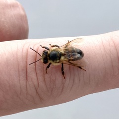 Apis mellifera