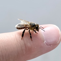 Apis mellifera