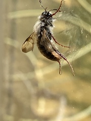 Pseudoclavellaria amerinae