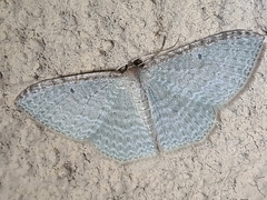 Poecilasthena pulchraria