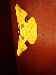 Corymica