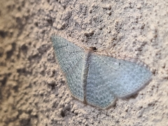 Poecilasthena pulchraria