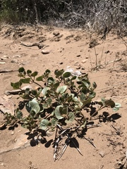 Mirabilis multiflora pubescens