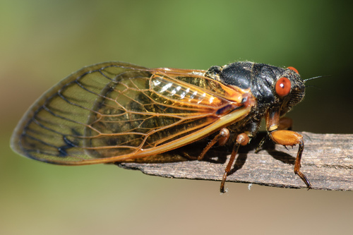 Cassin's 17-year Cicada