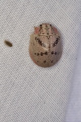 Paropsis latona