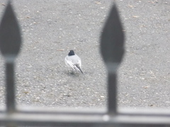 Motacilla alba personata