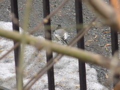 Motacilla alba personata