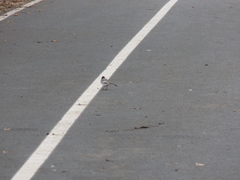 Motacilla alba personata