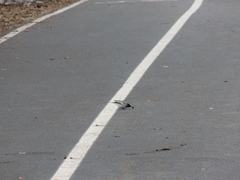 Motacilla alba personata