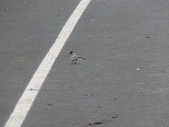 Motacilla alba personata