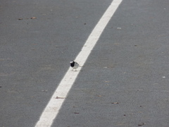 Motacilla alba personata