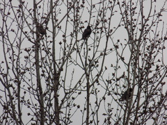 Sturnus vulgaris