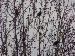 Sturnus vulgaris