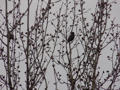 Sturnus vulgaris